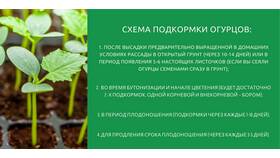 Как нейтрализовать золу уксусом для приготовления удобрения